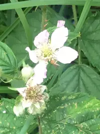 Rubus nemoralis (Rubus nemoralis) plant