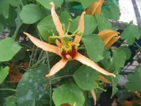 orangepetal passionflower