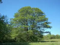 Black Alder (Alnus glutinosa) plant