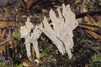 grey coral