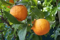 sour orange