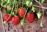 Fragaria x ananassa 'Chandler' berry