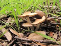 Coprinopsis uliginicola (Coprinopsis uliginicola) plant