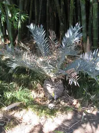 Bushman’s River cycad