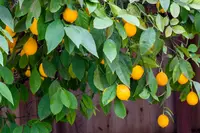 Citrus x limon 'Meyer' tree
