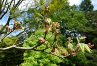 Campbell's Maple