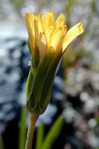 Douglas' silverpuffs (Microseris douglasii) plant