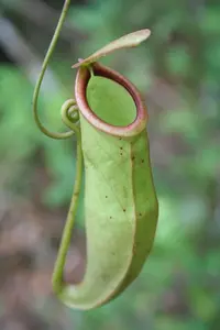 common swamp pitcher-plant