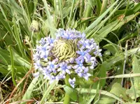 Portuguese squill