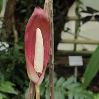 Anchomanes difformis