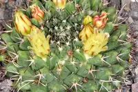 Mammillaria karwinskiana