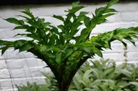 Amorphophallus konjac leaves