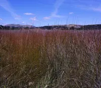 Jointed rush