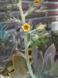 Graptoveria
