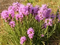 dotted blazing star (Liatris punctata) plant