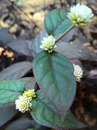 calicoplant (Alternanthera bettzickiana) plant