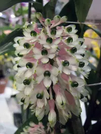 Bottlebrush orchid