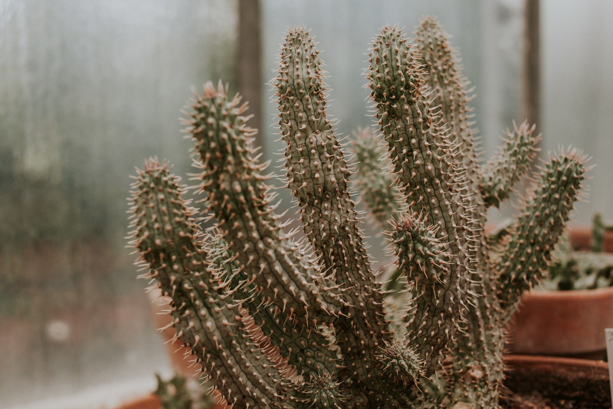 Indoor cactus