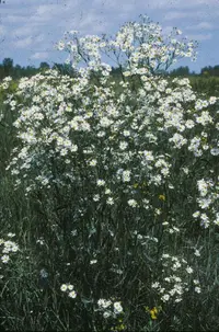 white doll's daisy (Boltonia asteroides) plant