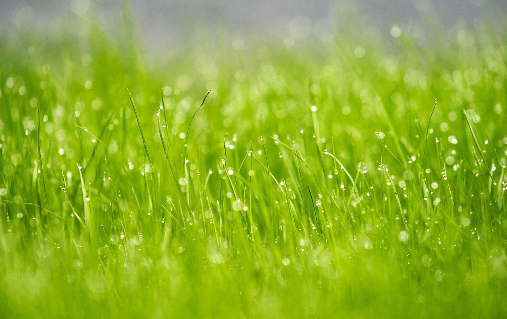 Best Time to Mow Lawn – Time Watering Around Mowing