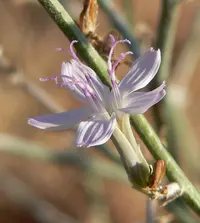 brownplume wirelettuce (Stephanomeria pauciflora) plant