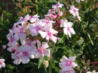 Garden phlox