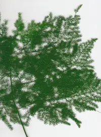 Asparagus fern