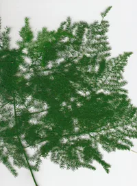 Asparagus fern