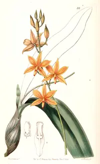 Prosthechea vitellina