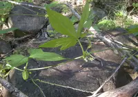 Native Bryony