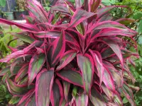 Cordyline fruticosa plant