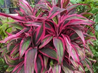 Cordyline fruticosa plant
