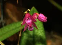 Domingoa purpurea
