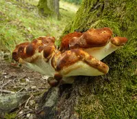 Oak polypore