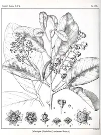 beach bird's eye (Alectryon coriaceus) plant