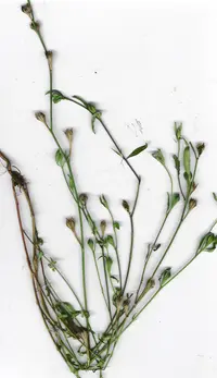Kunth's evening primrose (Oenothera kunthiana) plant