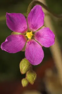 Collins Sundew