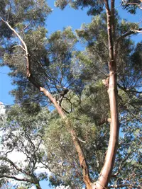 eucalyptus