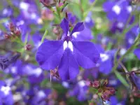 Lobelia erinus