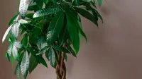 Pachira leaves