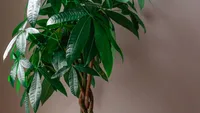 Pachira leaves