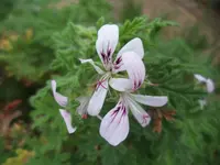 Lemon-scented Geranium