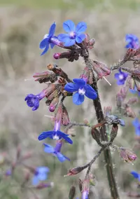 Striped Alkanet (Anchusa strigosa) plant