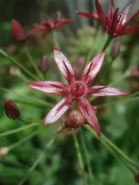 gland onion