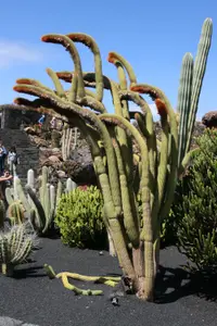 Vatricania (Vatricania guentheri) plant