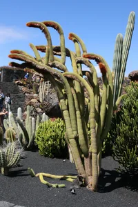 Vatricania (Vatricania guentheri) plant