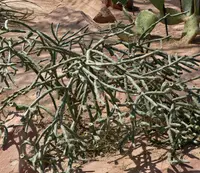 Arizona pencil cholla