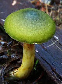 Green Skinhead (Cortinarius austrovenetus) plant