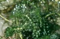 waterthyme