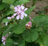 oakleaf garden geranium